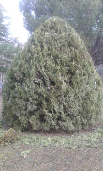 Resized_20190131_093332 (1)